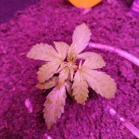 Strawberry Banana Auto growlog timeline photo