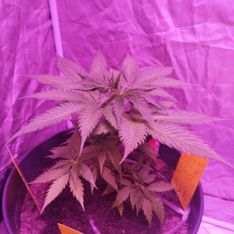 Amnesia Haze growlog timeline photo
