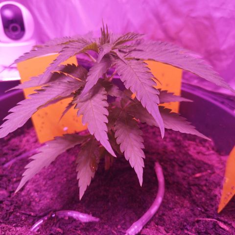Amnesia Haze growlog timeline photo