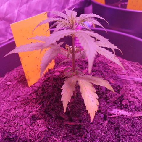 Strawberry Banana Auto growlog timeline photo