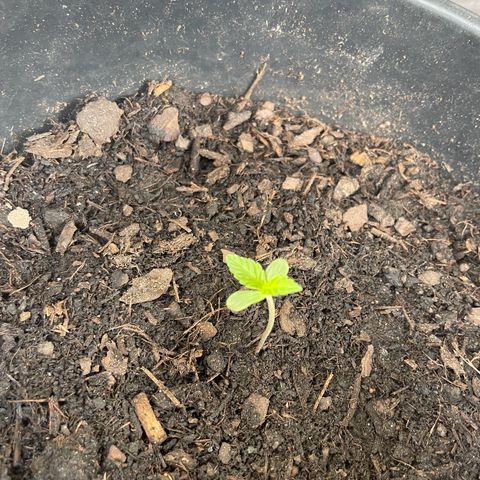 Auto Night Queen growlog photo: Sie wächst😅