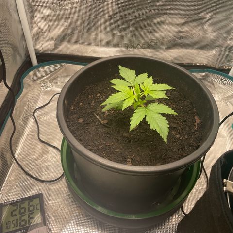 Auto Night Queen growlog timeline photo