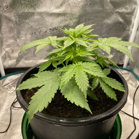 Auto Night Queen growlog timeline photo