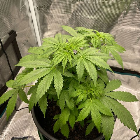 Auto Night Queen growlog timeline photo