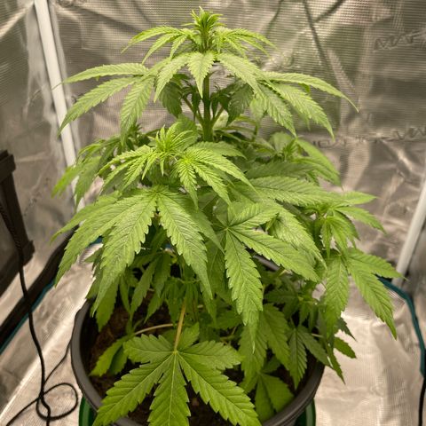 Auto Night Queen growlog timeline photo
