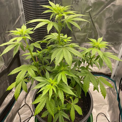Auto Night Queen growlog timeline photo