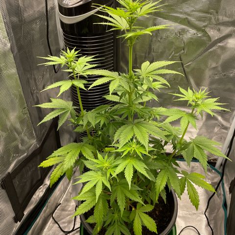 Auto Night Queen growlog photo: Eine echte Schönheit 😍