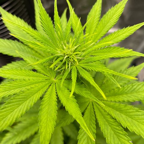 Auto Night Queen growlog photo: Eine echte Schönheit 😍