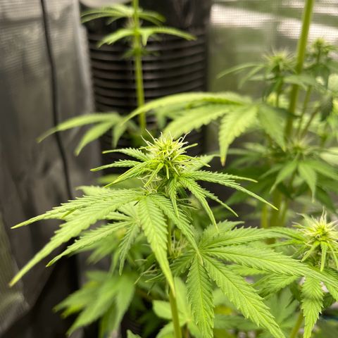 Auto Night Queen growlog timeline photo