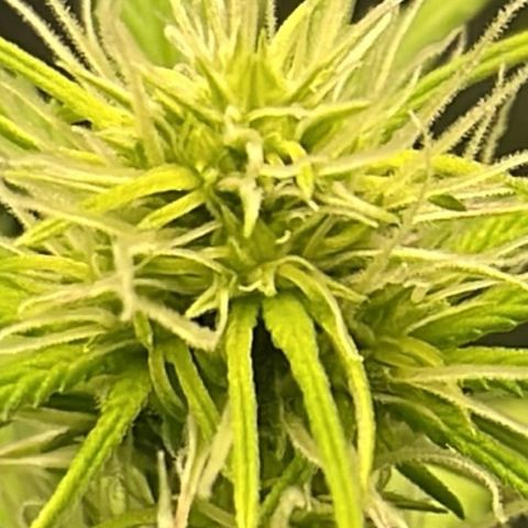 Auto Night Queen growlog timeline photo