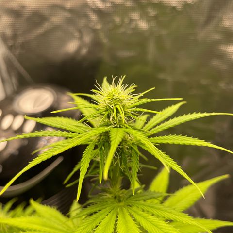 Auto Night Queen growlog timeline photo