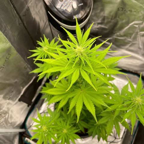 Auto Night Queen growlog timeline photo