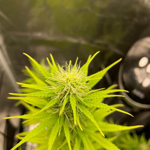 Auto Night Queen growlog timeline photo