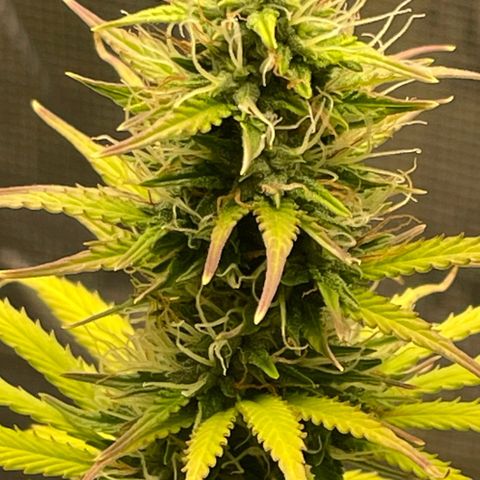 Auto Night Queen growlog photo: Bald ist sie soweit😍😋