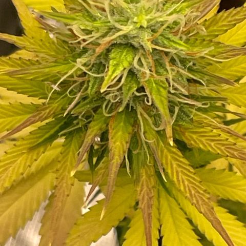 Auto Night Queen growlog timeline photo