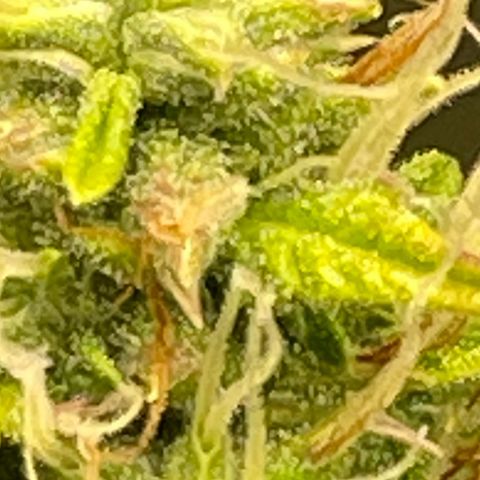 Auto Night Queen growlog timeline photo