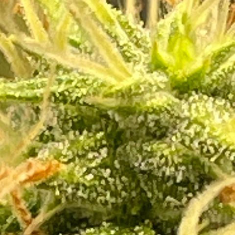Auto Night Queen growlog timeline photo