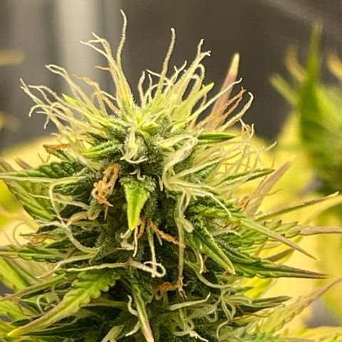 Auto Night Queen growlog timeline photo