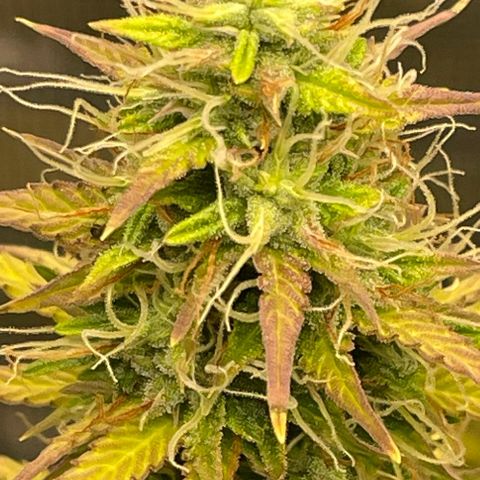 Auto Night Queen growlog timeline photo