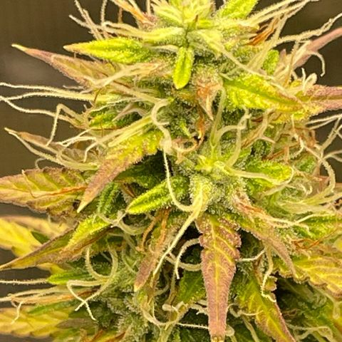 Auto Night Queen growlog timeline photo