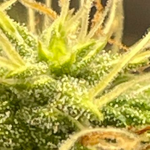Auto Night Queen growlog timeline photo