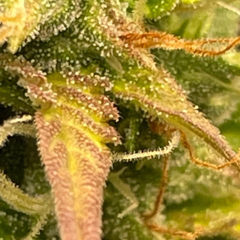 Auto Night Queen growlog photo: Trichome noch zu milchig 