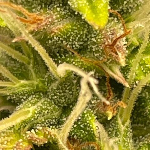 Auto Night Queen growlog photo: Trichome noch zu milchig 