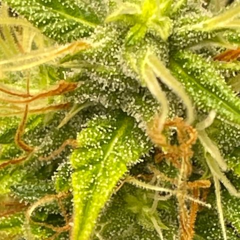 Auto Night Queen growlog photo: Trichome noch zu milchig 