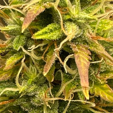 Auto Night Queen growlog photo: Trichome noch zu milchig 