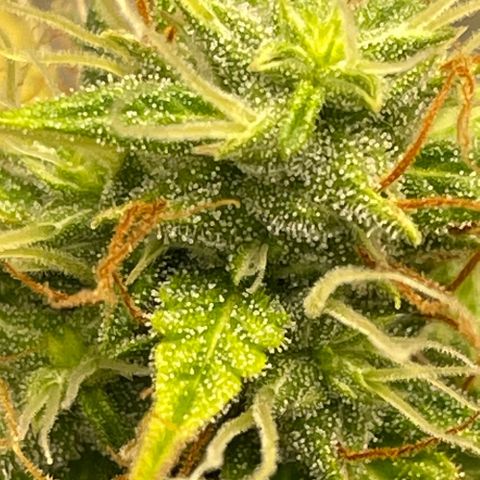 Auto Night Queen growlog photo: Trichome noch zu milchig 
