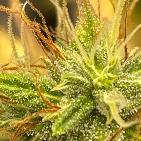 Auto Night Queen growlog timeline photo