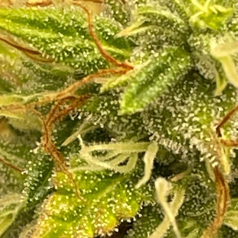 Auto Night Queen growlog timeline photo