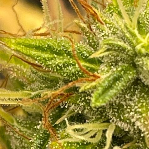 Auto Night Queen growlog timeline photo