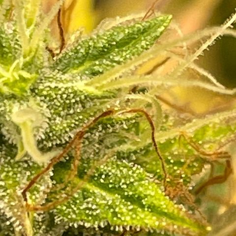 Auto Night Queen growlog timeline photo