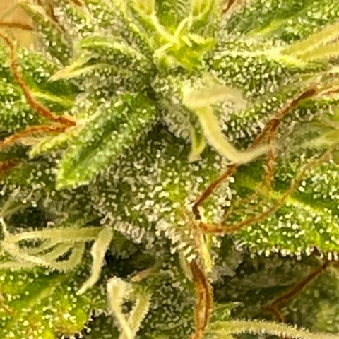 Auto Night Queen growlog timeline photo