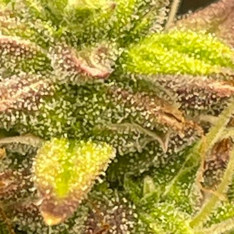 Auto Night Queen growlog photo: Kann noch bisschen 😅