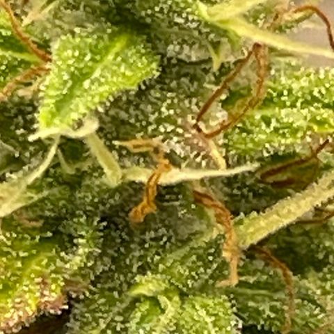 Auto Night Queen growlog photo: Kann noch bisschen 😅