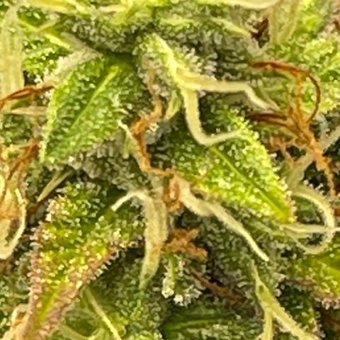 Auto Night Queen growlog photo: Kann noch bisschen 😅