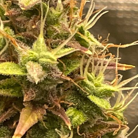 Auto Night Queen growlog photo: Brauch noch bisschen, Trichome noch zu milchig 😅