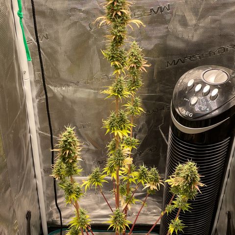 Auto Night Queen growlog photo: Brauch noch bisschen, Trichome noch zu milchig 😅
