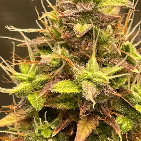 Auto Night Queen growlog photo: Brauch noch bisschen, Trichome noch zu milchig 😅