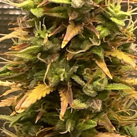 Auto Night Queen growlog photo: Brauch noch bisschen, Trichome noch zu milchig 😅