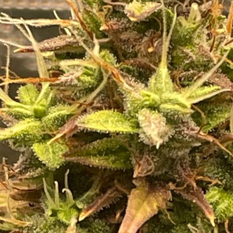 Auto Night Queen growlog photo: Brauch noch bisschen, Trichome noch zu milchig 😅