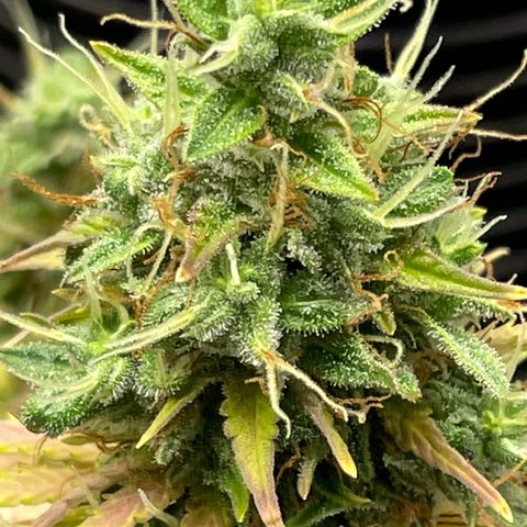 Auto Night Queen growlog photo: Brauch noch bisschen, Trichome noch zu milchig 😅