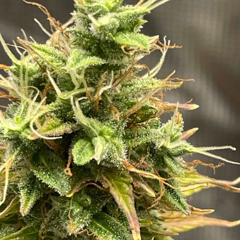 Auto Night Queen growlog photo: Brauch noch bisschen, Trichome noch zu milchig 😅