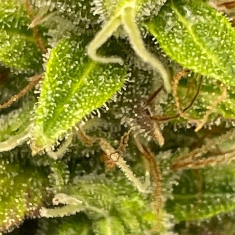 Auto Night Queen growlog photo: Brauch noch bisschen, Trichome noch zu milchig 😅
