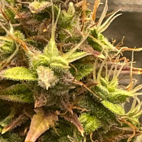 Auto Night Queen growlog photo: Brauch noch bisschen, Trichome noch zu milchig 😅