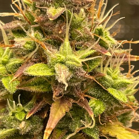 Auto Night Queen growlog photo: Brauch noch bisschen, Trichome noch zu milchig 😅