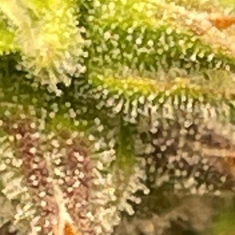 Auto Night Queen growlog photo: Geht noch bisschen 