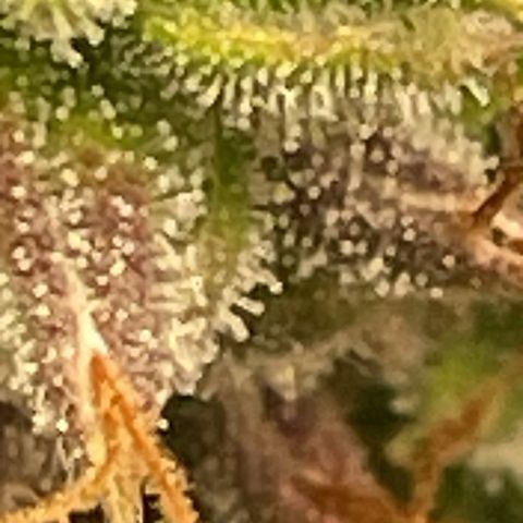 Auto Night Queen growlog photo: Geht noch bisschen 